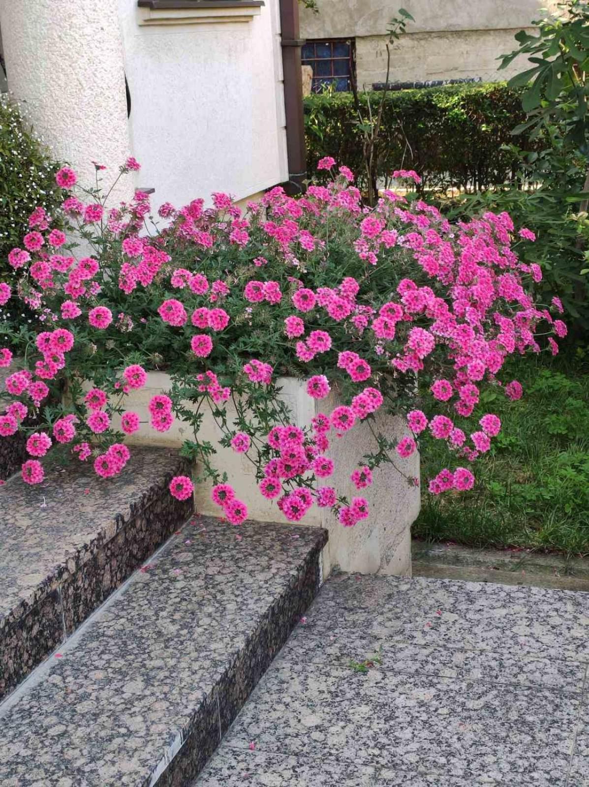 Vila Sentic 弗拉涅 外观 照片