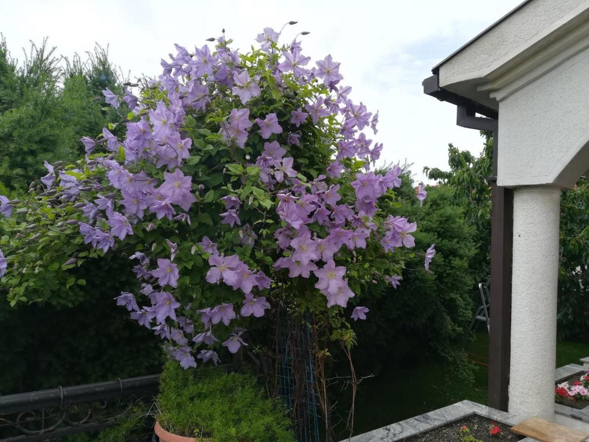 Vila Sentic 弗拉涅 外观 照片